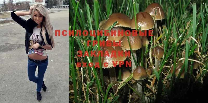 Галлюциногенные грибы Psilocybine cubensis Дубовка